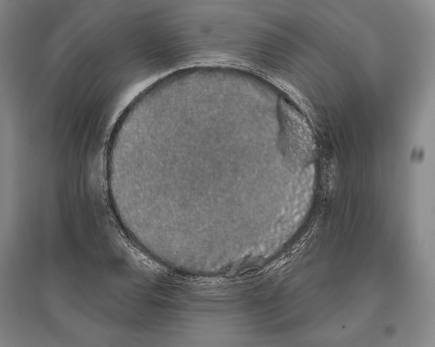 X0000096631120200803041058
