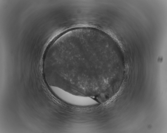 X0000096631173200803041058