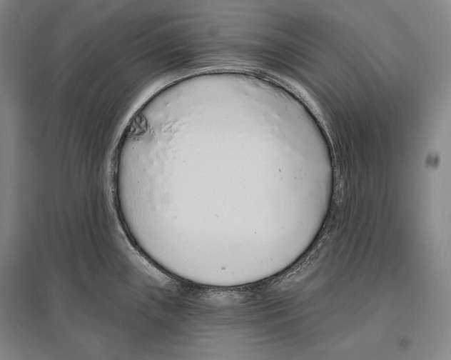 X0000096631243200803041057