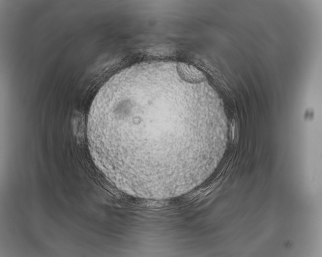 X0000096631251200803041057