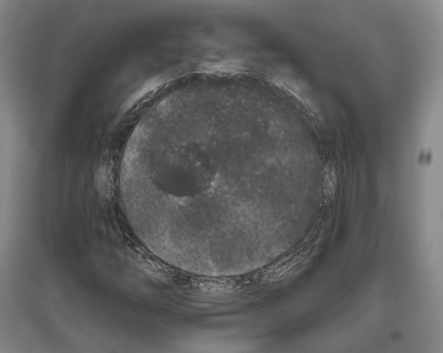 X0000096631254200803041057
