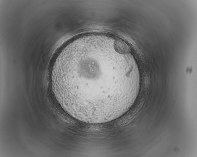 X0000096631267200803041056
