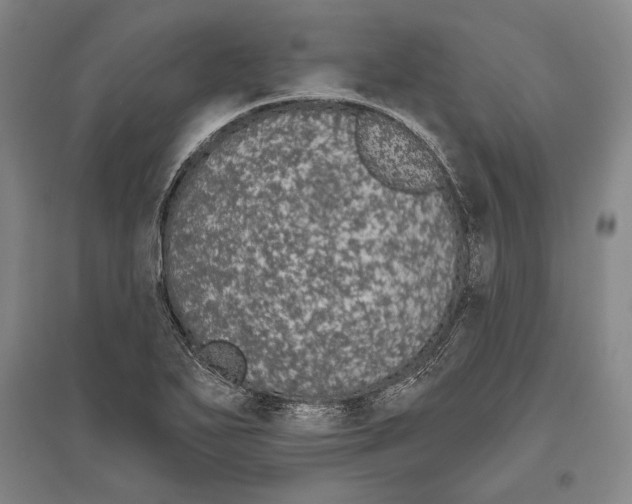 X0000096631271200803041056
