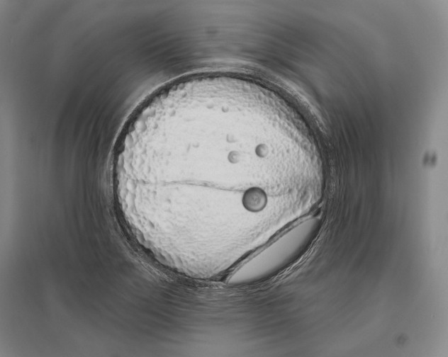 X0000096631275200803041056