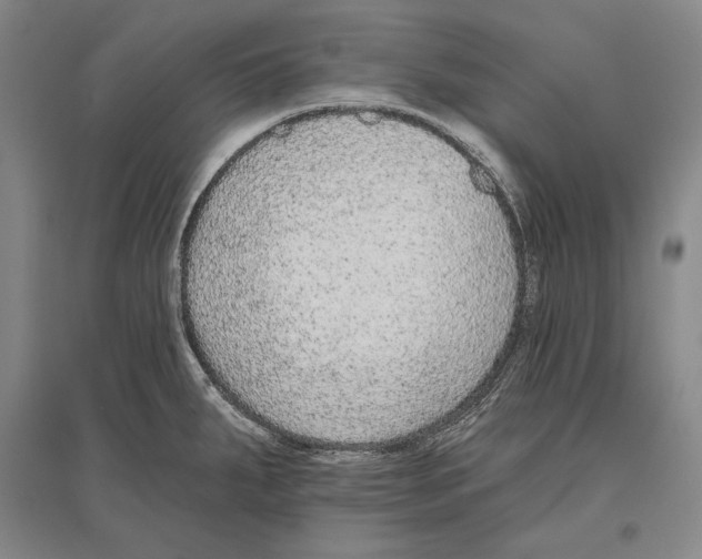X0000096631287200803041056