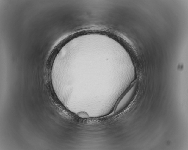 X0000096631310200803041055