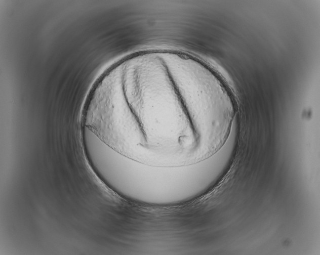 X0000096631380200803041055