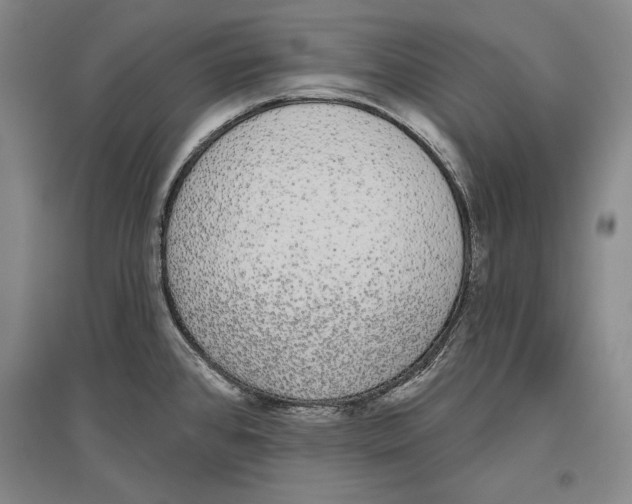 X0000096631384200803041055