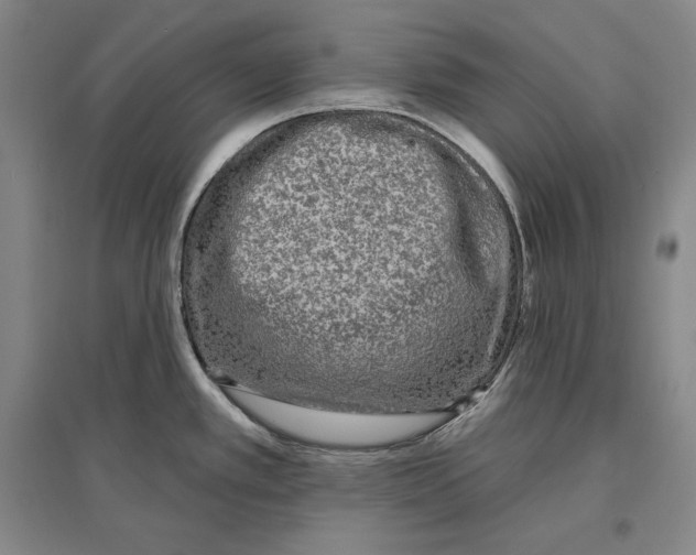 X0000096631389200803041055
