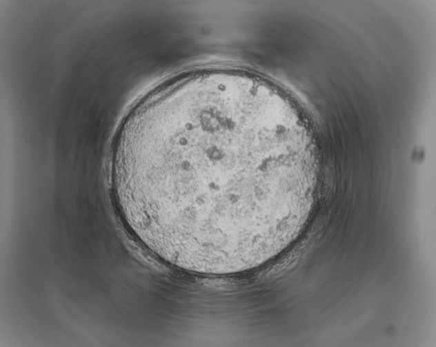 X0000096631413200803041054