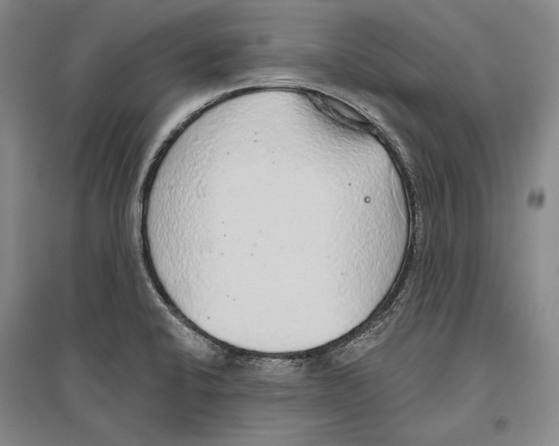 X0000096631424200803041054