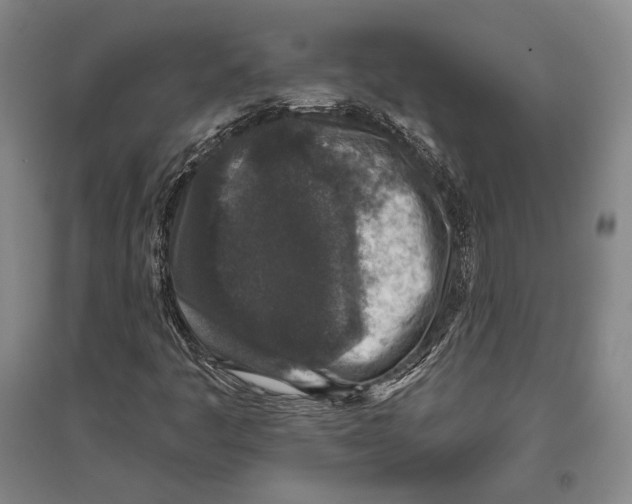 X0000096631445200803041054