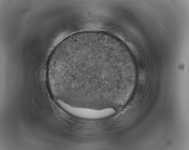 X0000096631459200803041054