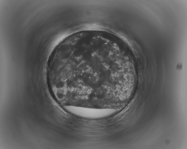X0000096631463200803041053