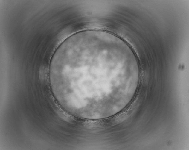 X0000096631481200803041053