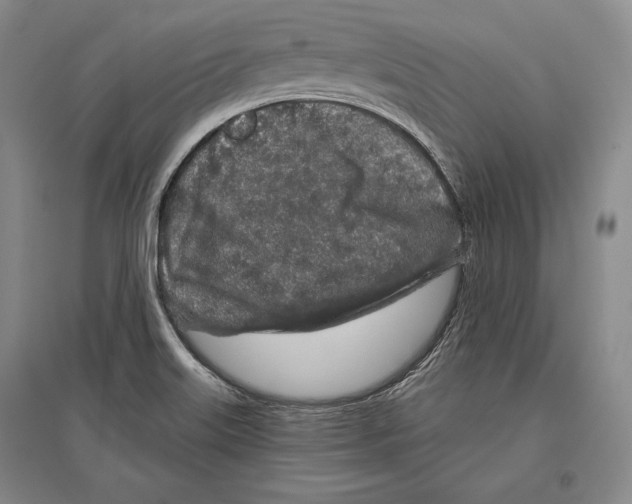 X0000096631515200803041053