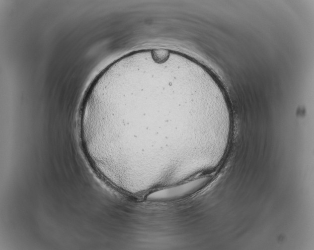 X0000096631517200803041053