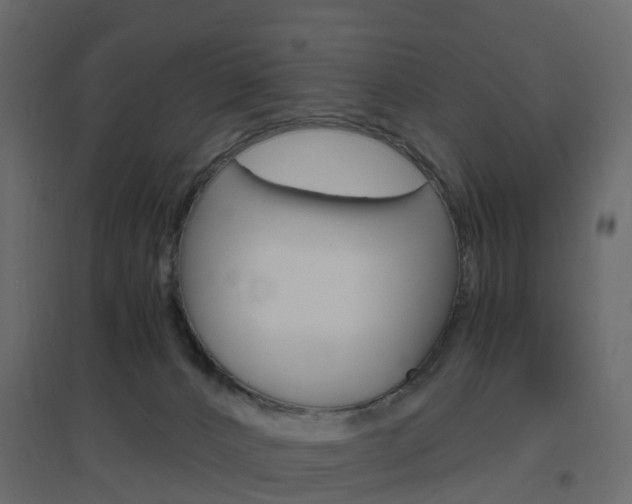 X0000096640032200802051008