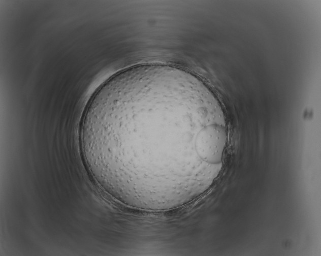 X0000096640099200802051006
