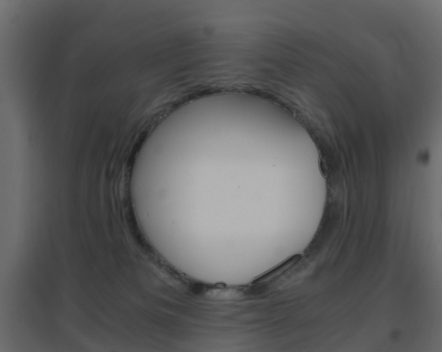 X0000096640133200802051006