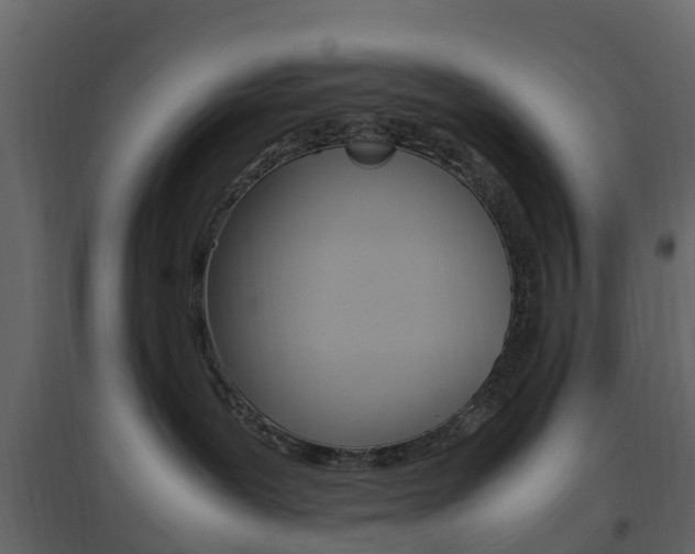 X0000096640239200802051005