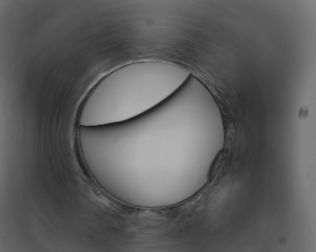 X0000096640290200802051004