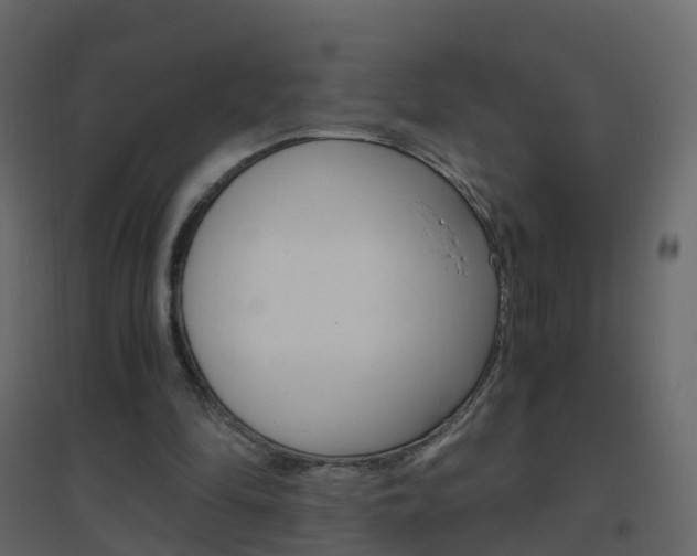 X0000096640294200802051004