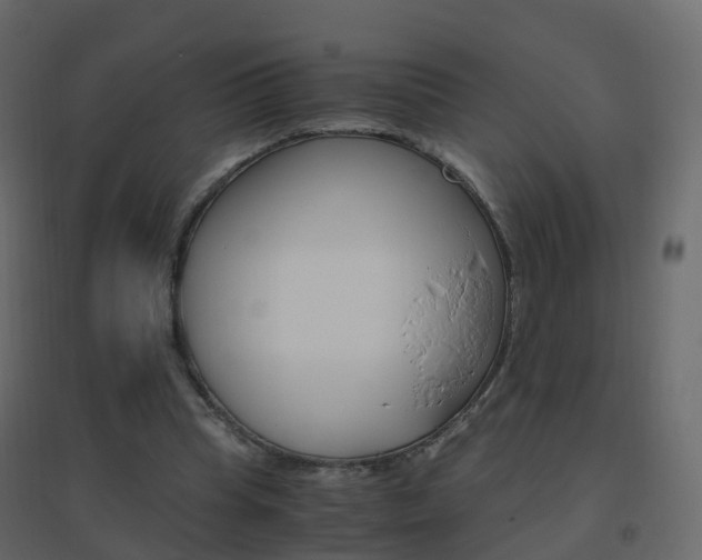 X0000096640345200802051002