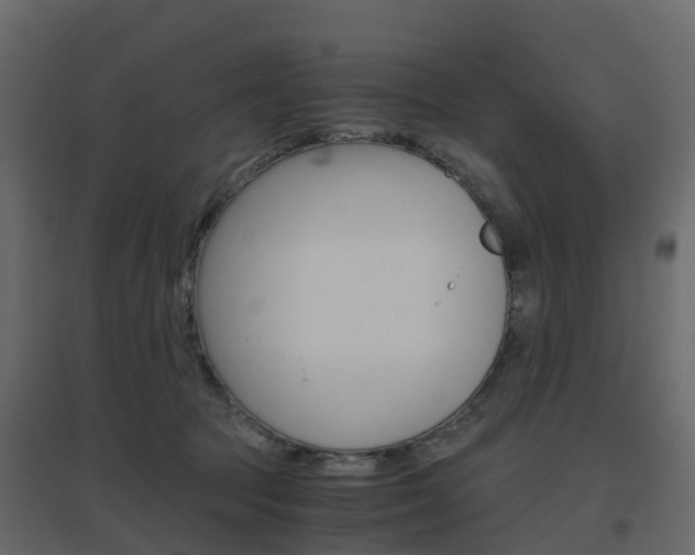 X0000096640369200802051003
