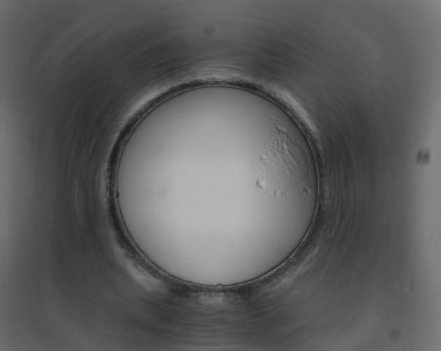 X0000096640439200802051001