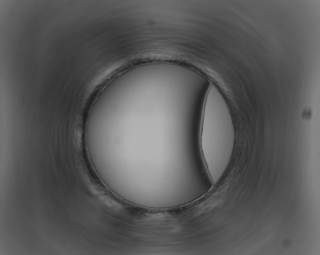 X0000096640446200802051001