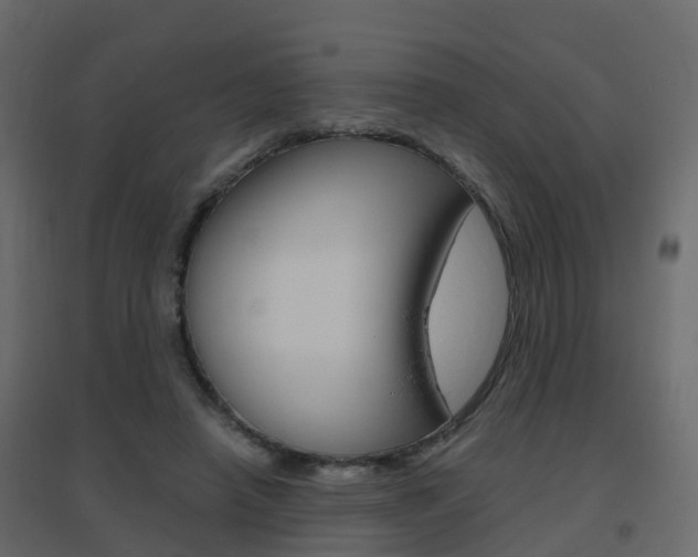 X0000096640450200802051001