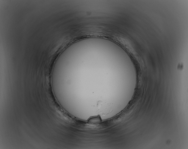 X0000096640457200802051001