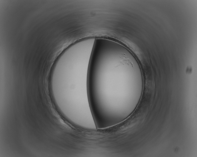 X0000096640485200802051001