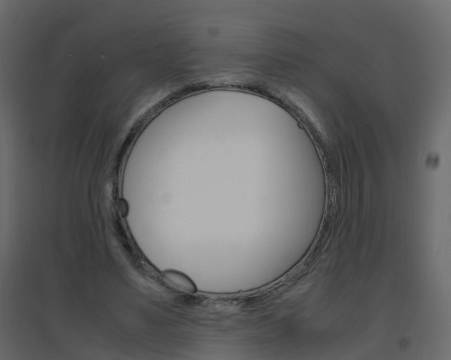 X0000096640491200802051001