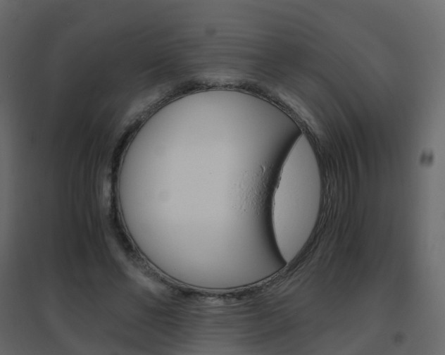 X0000096640494200802051001