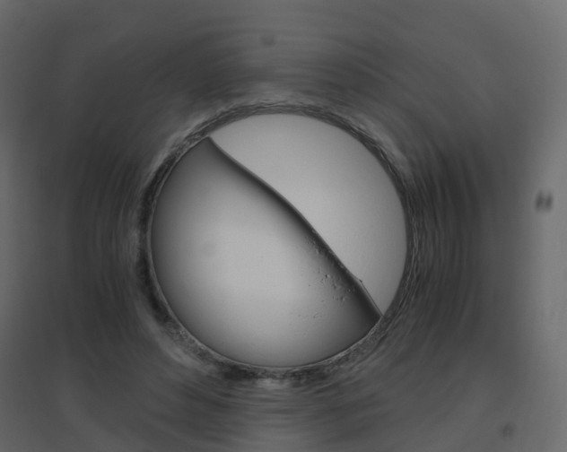 X0000096640496200802051001