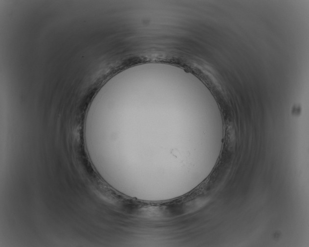 X0000096640499200802051001