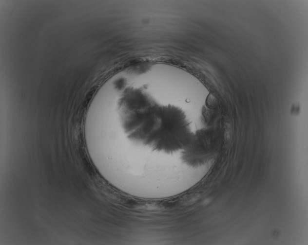 X0000096640503200802051001
