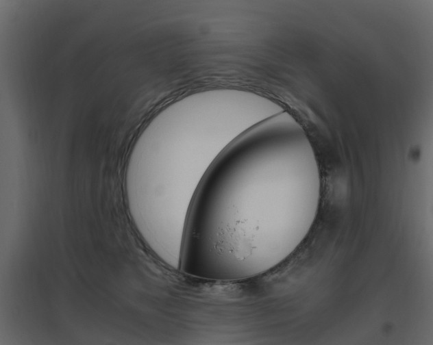 X0000096640517200802051001