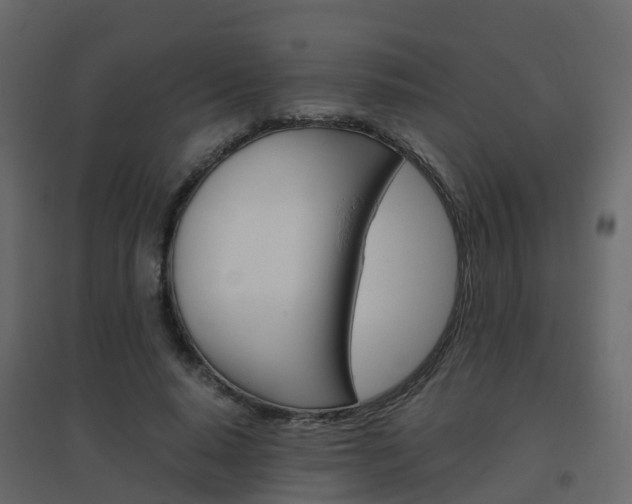 X0000096640640200802050958