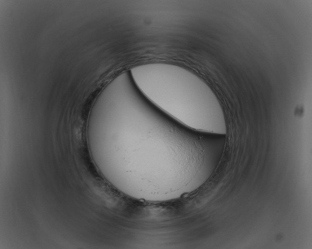 X0000096640650200802050959