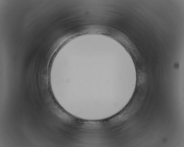 X0000096640836200802050955