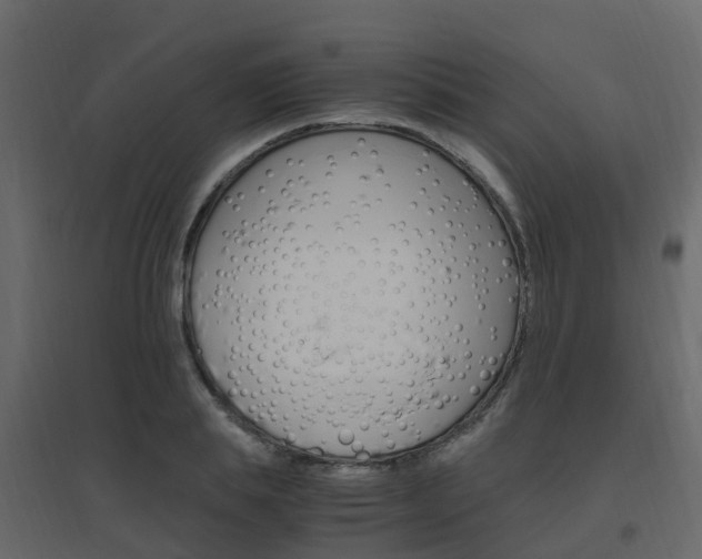 X0000096640839200802050955