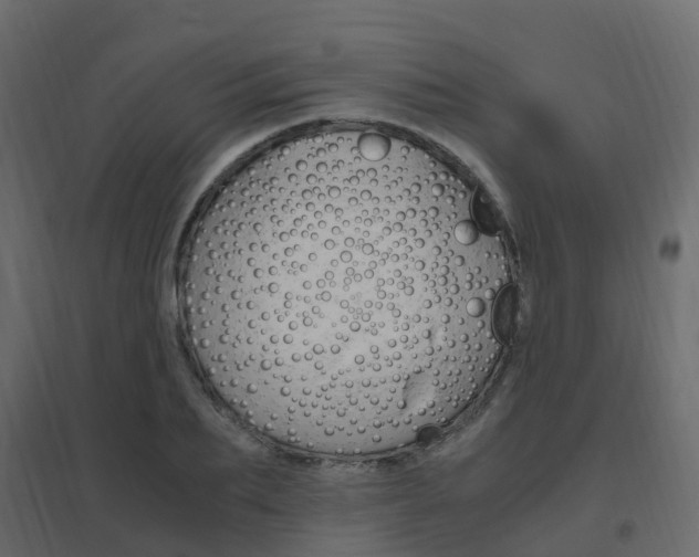 X0000096640887200802050955
