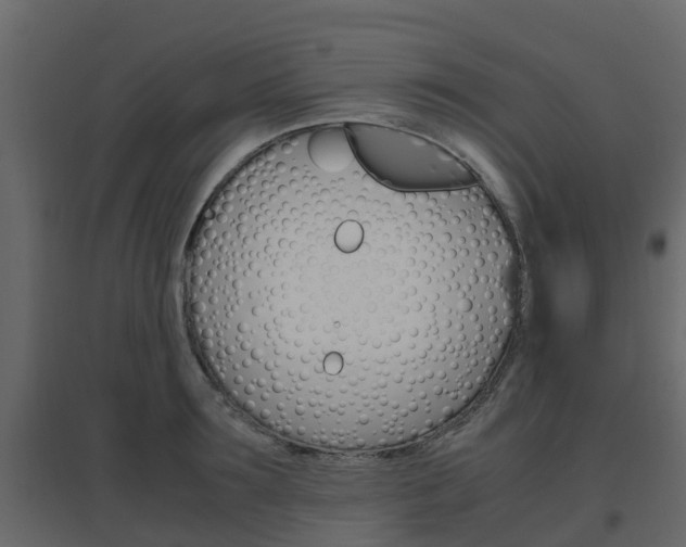 X0000096640899200802050955