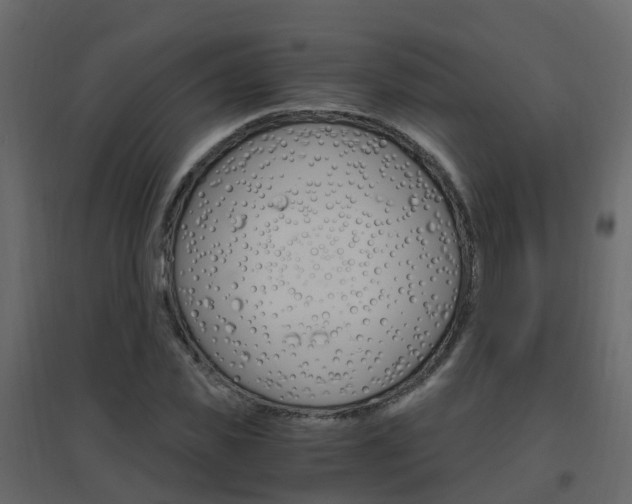 X0000096640925200802050954