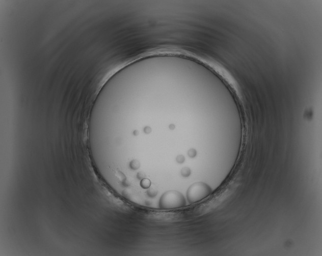 X0000096640953200802050954
