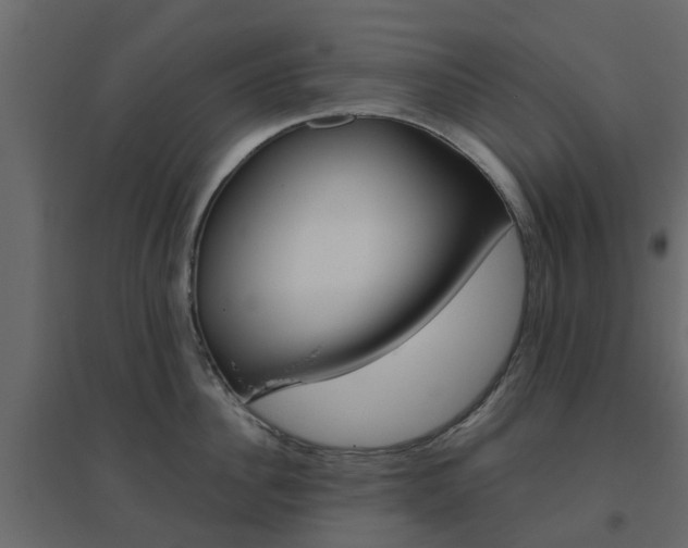 X0000096640956200802050954