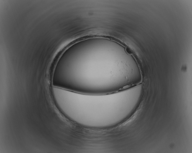 X0000096640981200802050954